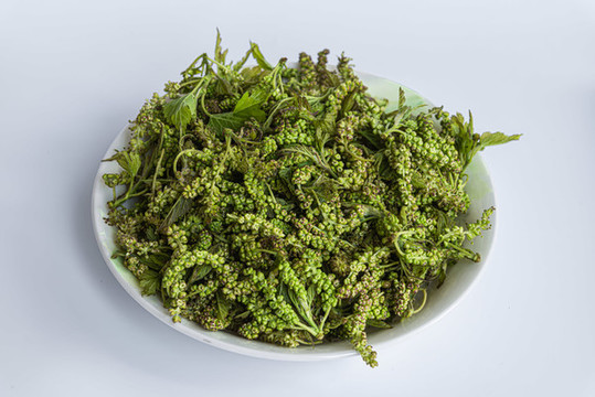 桑葉花
