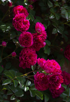 薔薇花