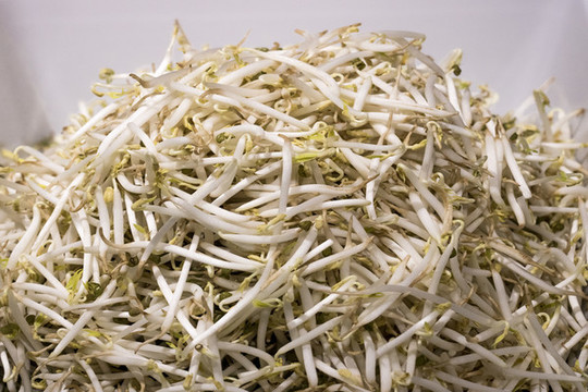 豆芽