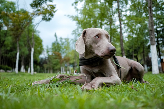 魏瑪犬