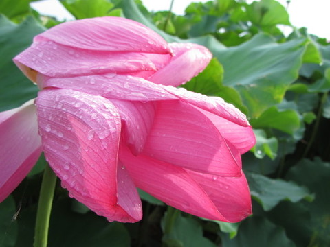夏季荷花攝影
