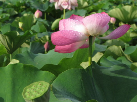 夏季荷花攝影
