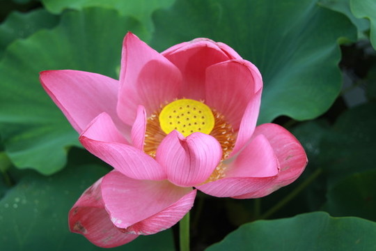 夏季荷花攝影