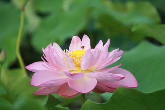 夏季荷花攝影