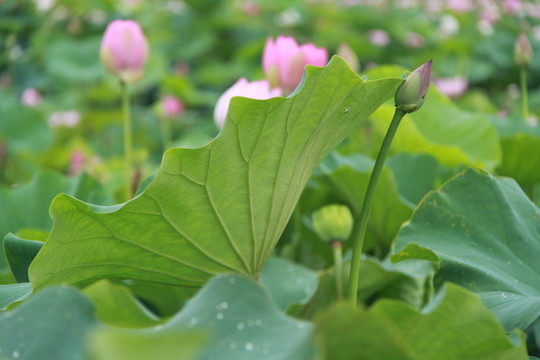 夏季荷花攝影