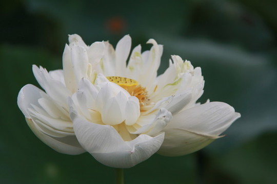 夏季荷花攝影