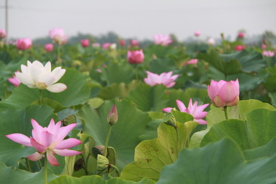 夏季荷花攝影