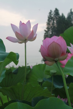 夏季荷花攝影