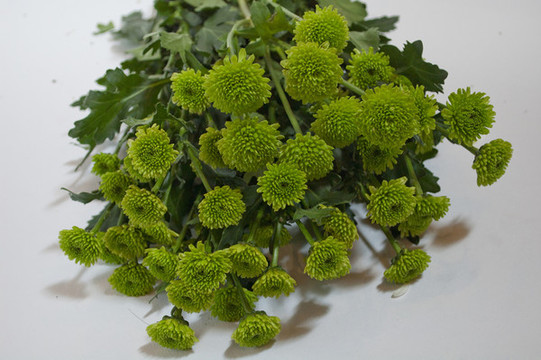 綠色多頭菊