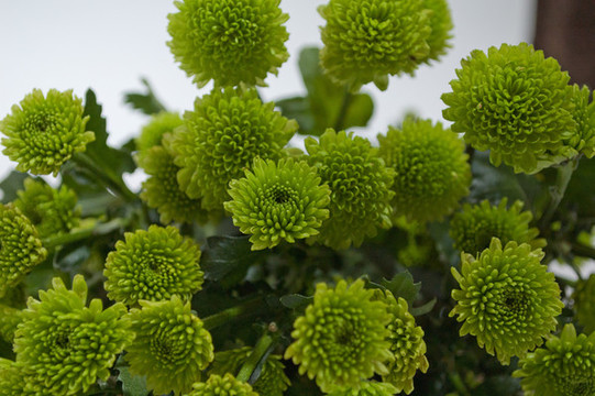 綠色多頭菊