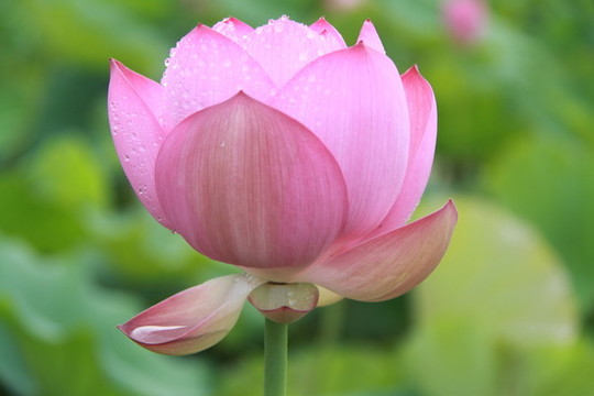 夏季荷花攝影