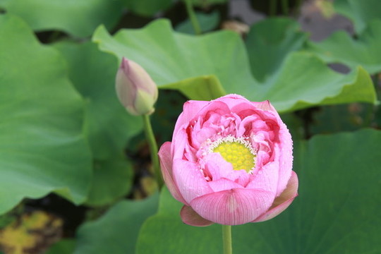 夏季荷花攝影