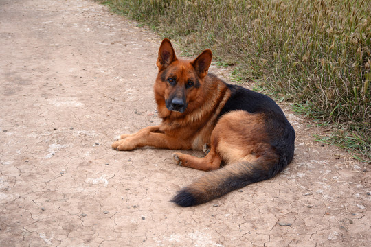 牧羊犬