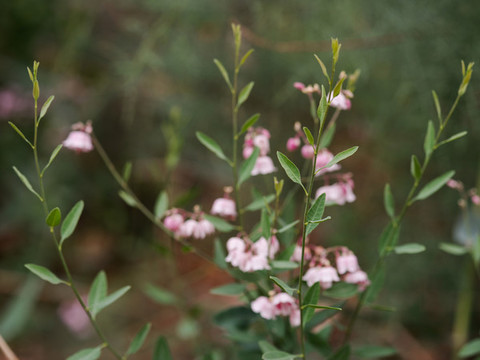羅布麻茶花