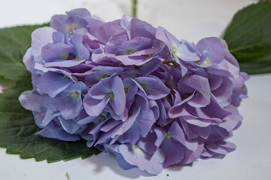 繡球花