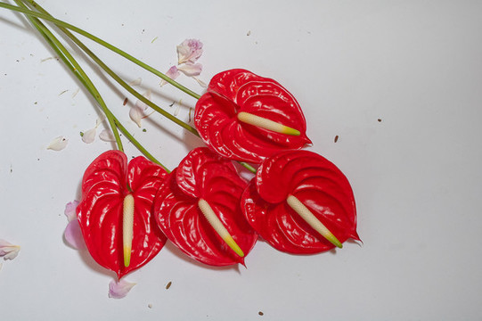 花燭花