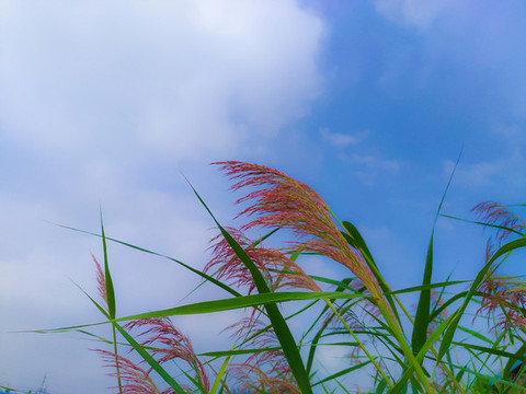 蘆葦穗