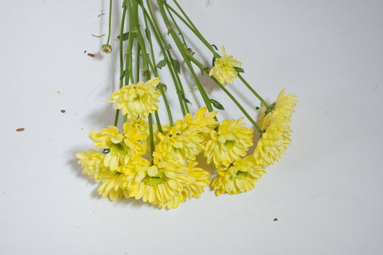 野菊花