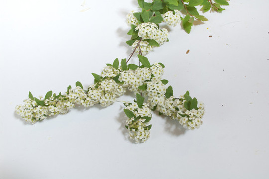 繡線菊