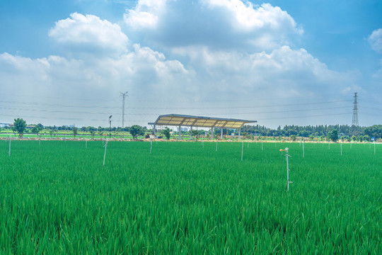 大吉沙島田園風(fēng)光