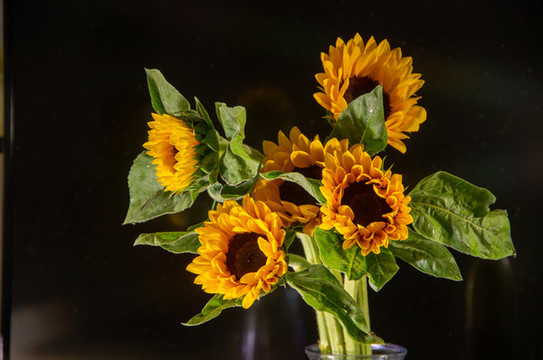 太陽(yáng)花