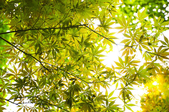 樹葉背景
