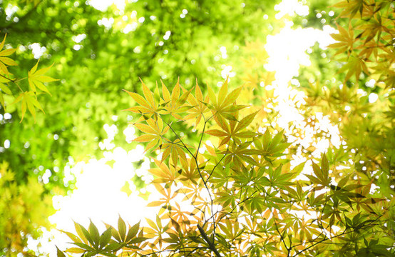 樹葉背景