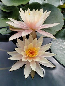 睡蓮
