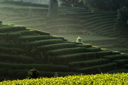 春到茶園