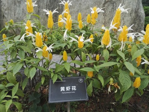 黃蝦花