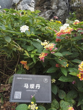 馬纓丹