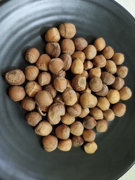 長(zhǎng)白山榛子