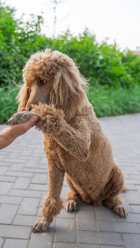 貴賓犬貴婦犬在路邊