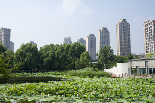 城市生態(tài)綠化