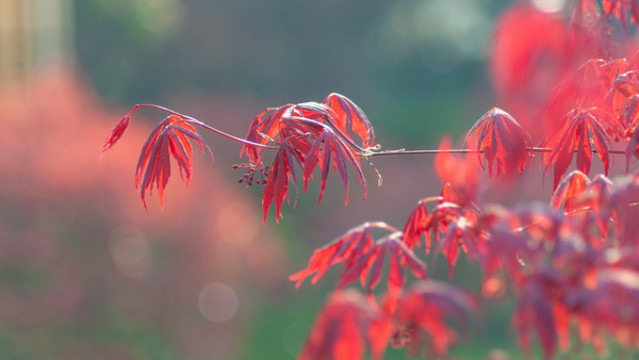紅楓