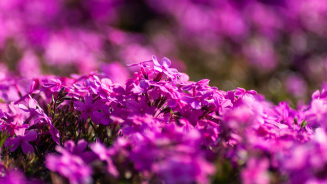紫色芝櫻花海
