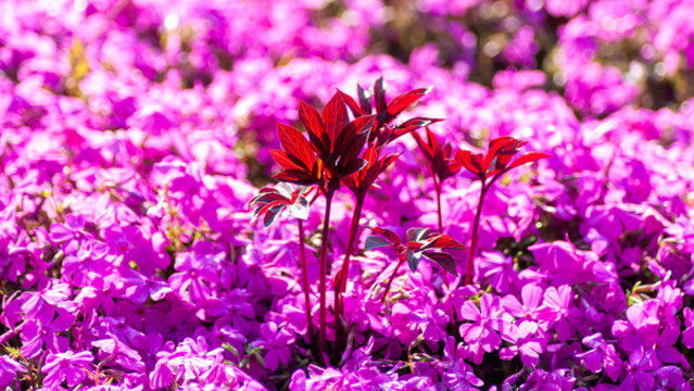 紫色芝櫻花海