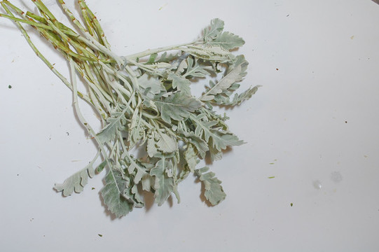 銀葉菊