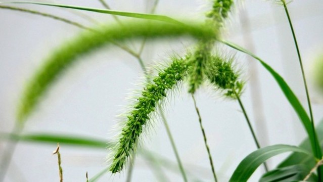 狗尾巴草