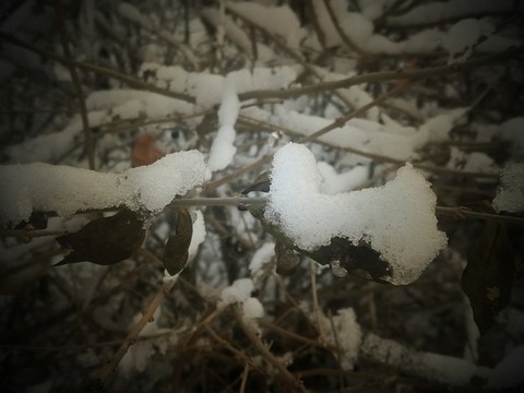 雪枝