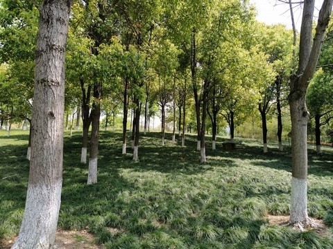 綠地公園