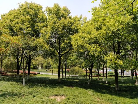 樹林