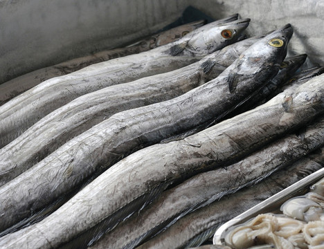 帶魚