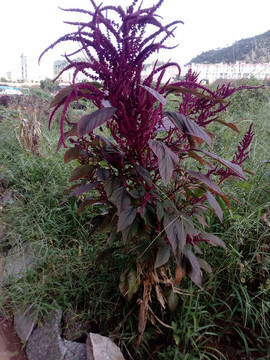 云南莧菜花
