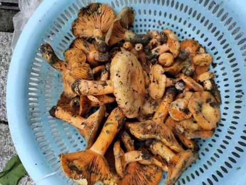 樅菌特寫