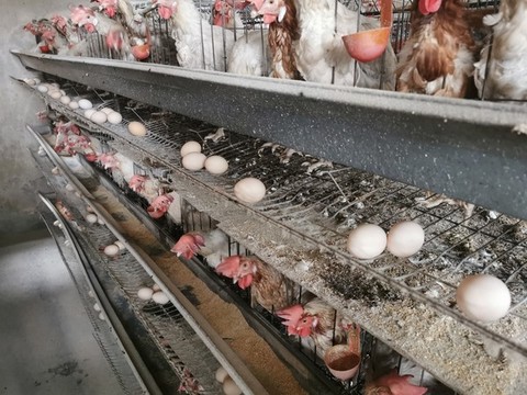 養(yǎng)雞場(chǎng)鮮雞蛋