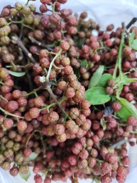花椒