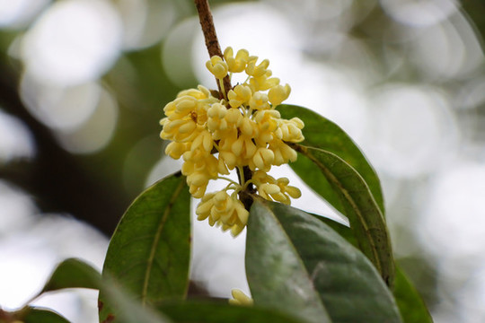 桂花