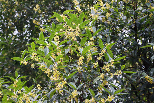 桂花