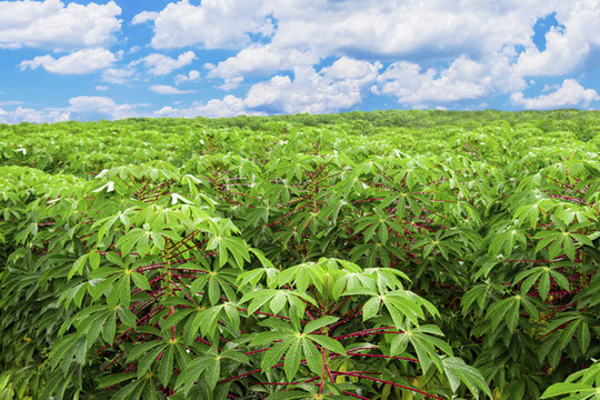 木薯種植